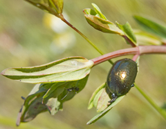 Chrysolina hyperici