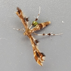 Geina periscelidactylus