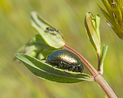 Chrysolina hyperici