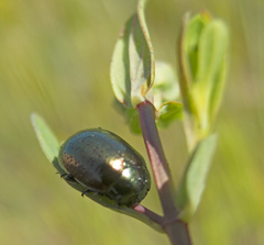 Chrysolina hyperici
