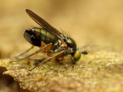Dolichopodinae