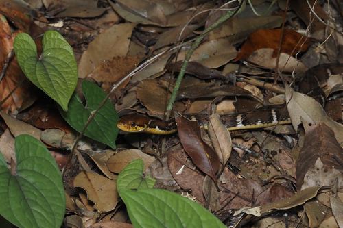 Yaeyama keelback
