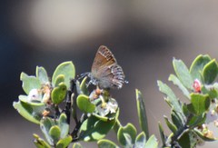 Callophrys muiri