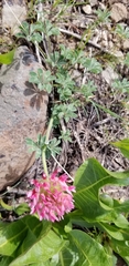 Trifolium macrocephalum