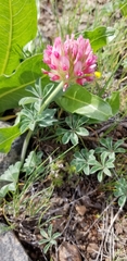 Trifolium macrocephalum