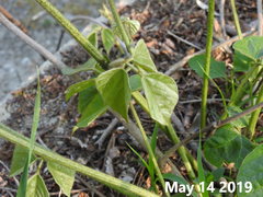 Pueraria montana lobata