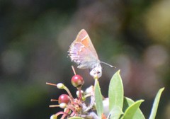 Callophrys muiri