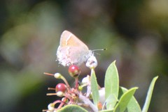 Callophrys muiri