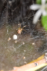 Anelosimus studiosus