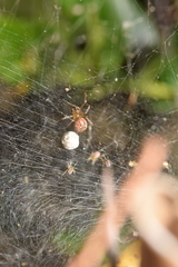 Anelosimus studiosus