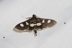 Desmia funeralis