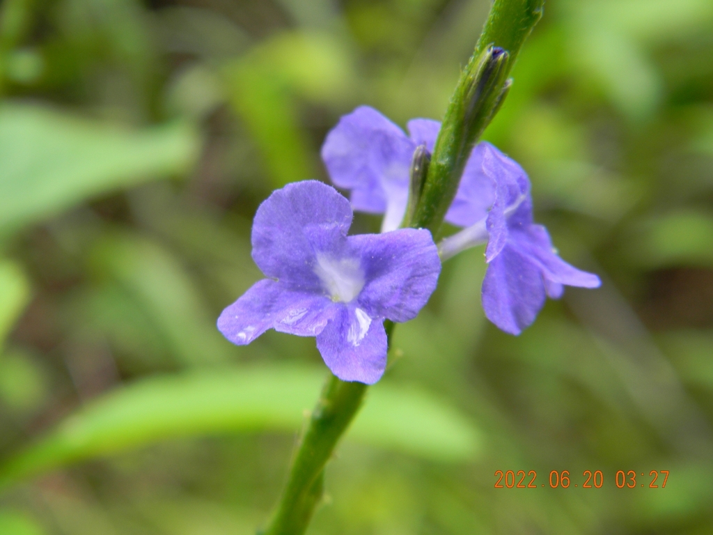 Stachytarpheta jamaicensis — a medium houseplant, prefers full sun light