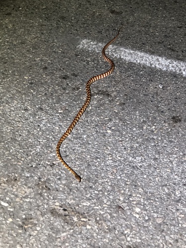 Brown Tree Snake sighting