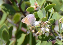 Callophrys muiri