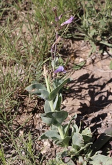 Penstemon fendleri