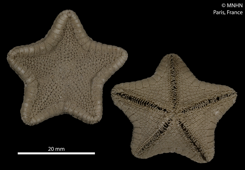 Badge Starfish