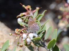 Callophrys muiri