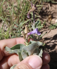 Penstemon fendleri