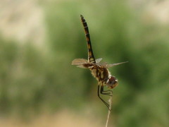 Pachydiplax longipennis
