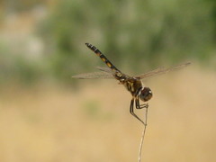 Pachydiplax longipennis