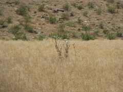 Angiospermae