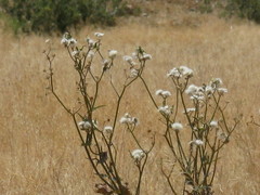 Angiospermae