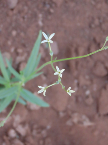 Image of Kohautia caespitosa by no rights reserved