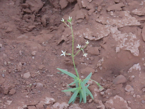Image of Kohautia caespitosa by no rights reserved