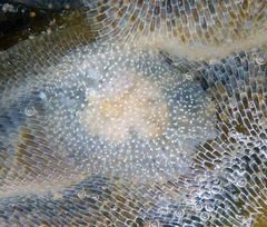 Corambe pacifica