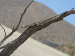 Urosaurus graciosus