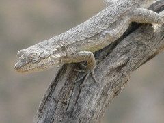 Urosaurus graciosus