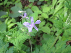 Delphinium anthriscifolium