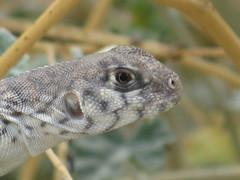 Dipsosaurus dorsalis