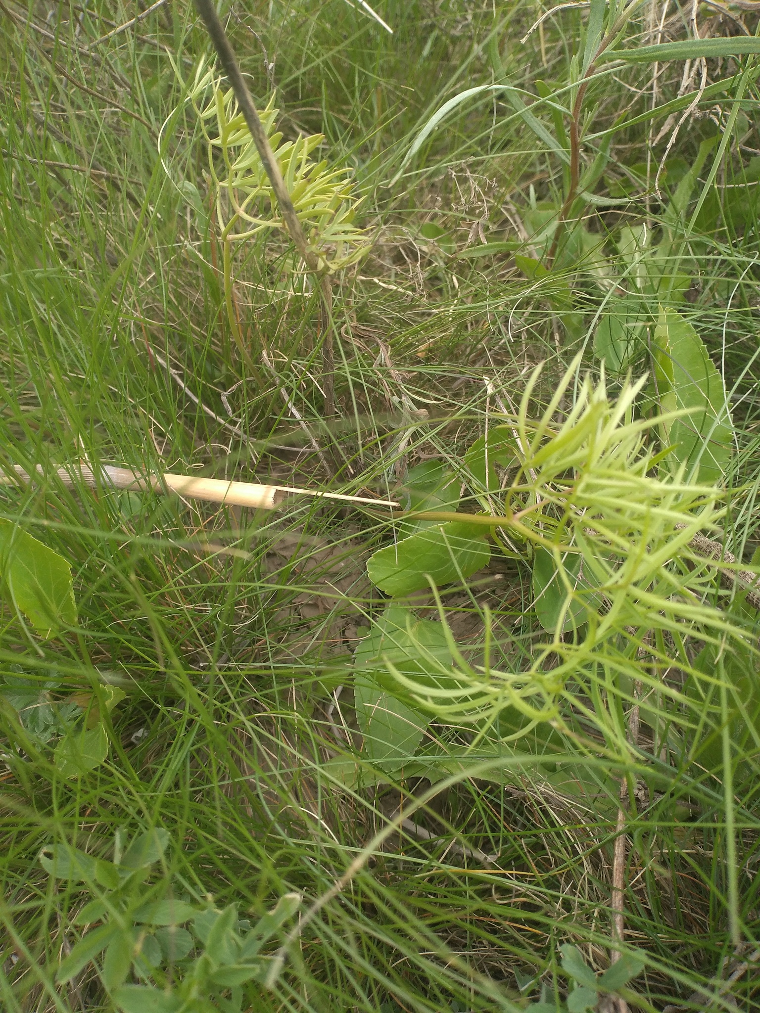 Imagem de Cenolophium fischeri não possui um nome popular amplamente reconhecido no Brasil