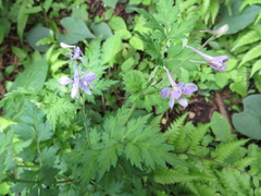 Delphinium anthriscifolium
