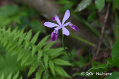 Iris speculatrix, photograph (c) Wang.QG, some rights reserved (CC BY)