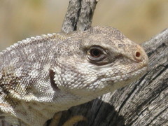 Dipsosaurus dorsalis