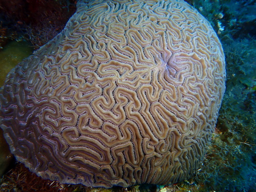 Grooved Brain Coral