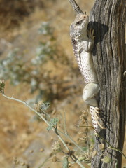 Dipsosaurus dorsalis