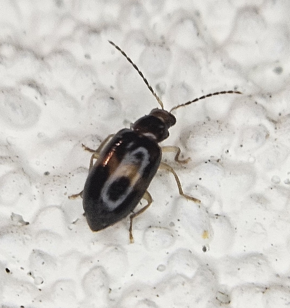 Monolepta angulata