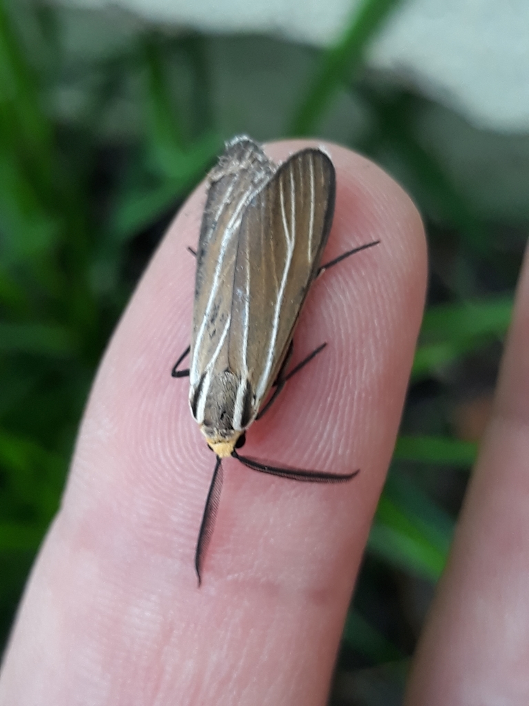 Ctenucha divisa