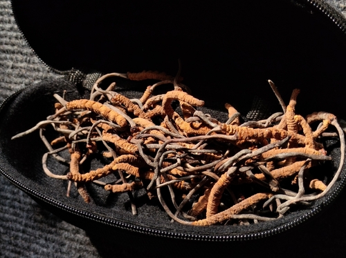 Chinesischer Raupenpilz