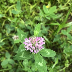 Trifolium pratense
