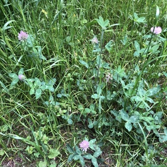 Trifolium pratense