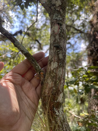 Image of Dendrophylax porrectus by (c) Brandon Corder, some rights reserved (CC BY)