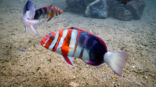 Choerodon fasciatus