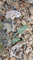 Vesper purpurascens
