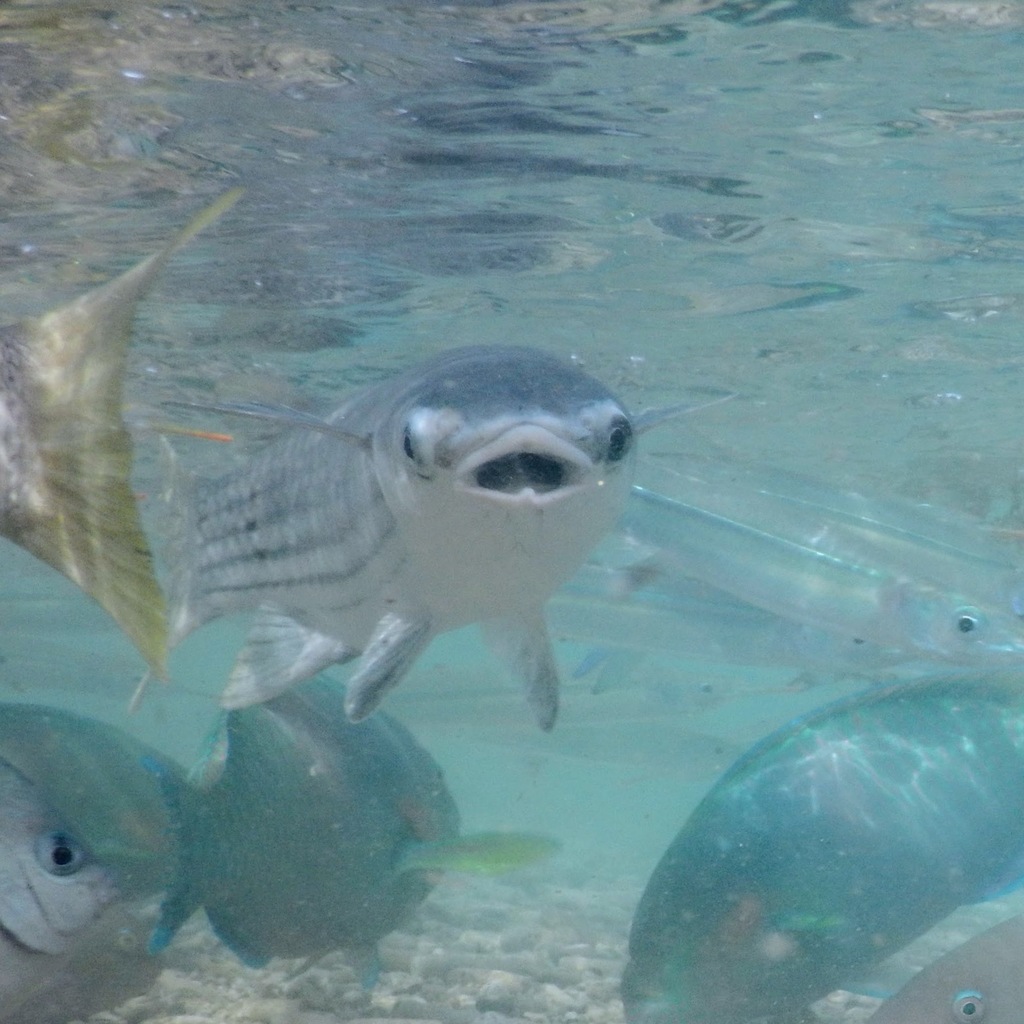 Diamond-scaled Mullet
