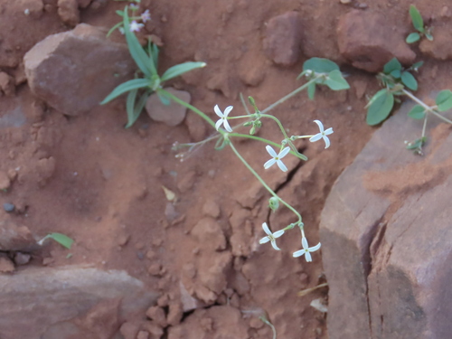 Image of Kohautia caespitosa by no rights reserved