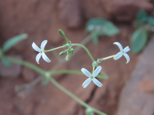 Image of Kohautia caespitosa by no rights reserved